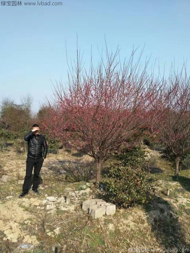 紅梅花紅梅樹苗木植物