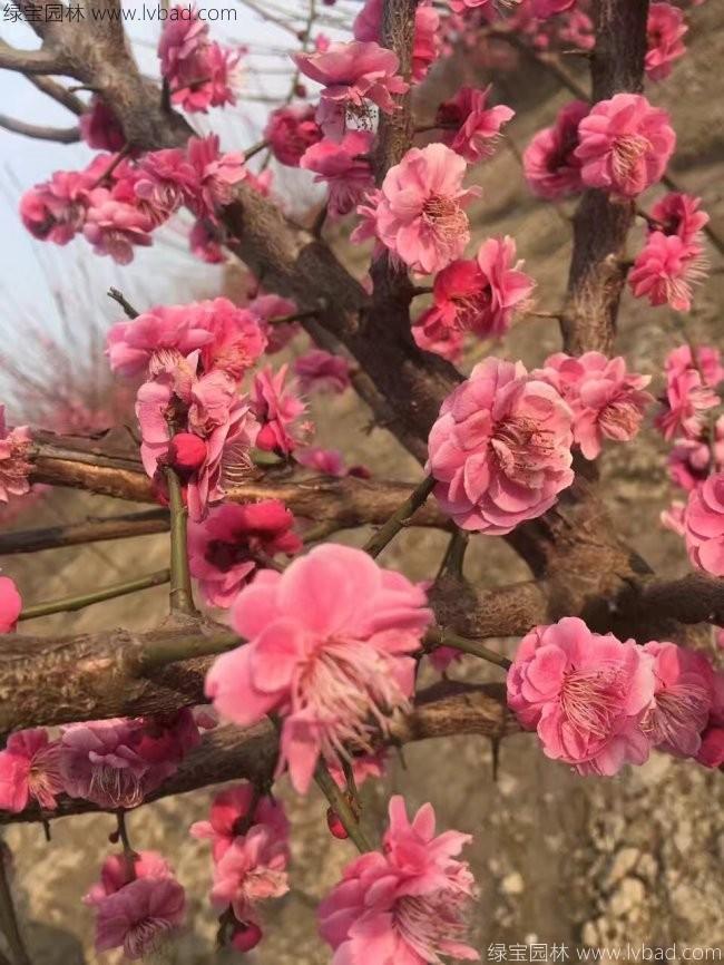 紅梅花紅梅樹苗木植物
