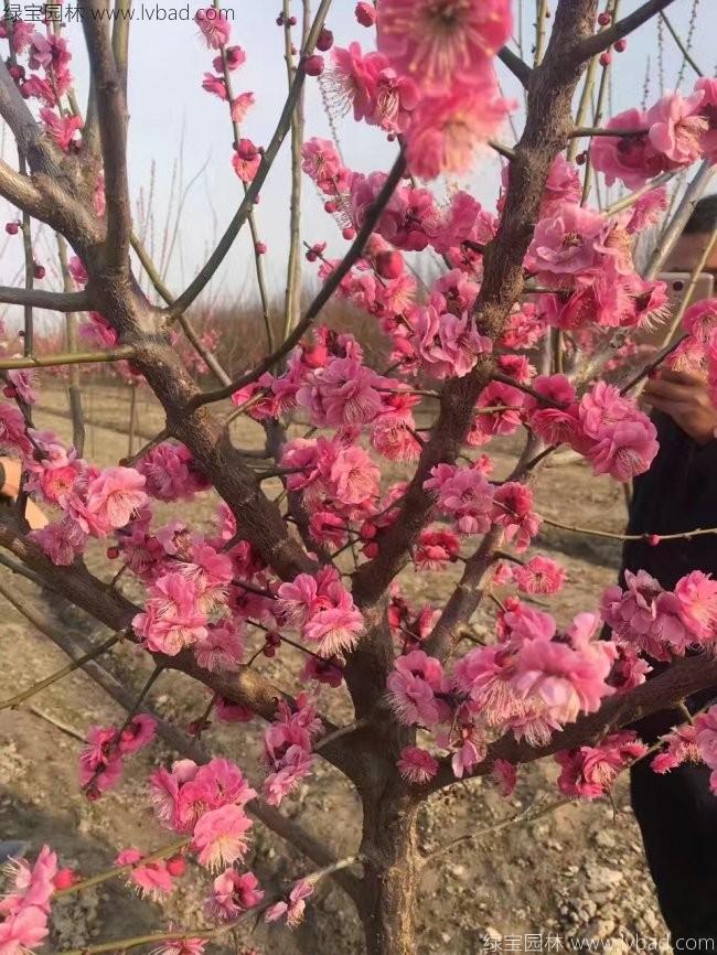 紅梅花紅梅樹苗木植物