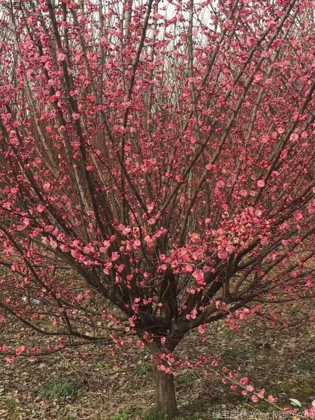 <a href='http://www.fscangbo.com/xiaoqiaomu/3559.html' target='_blank'>紅梅</a>花<a href='http://www.fscangbo.com/xiaoqiaomu/3559.html' target='_blank'>紅梅</a>樹苗木植物