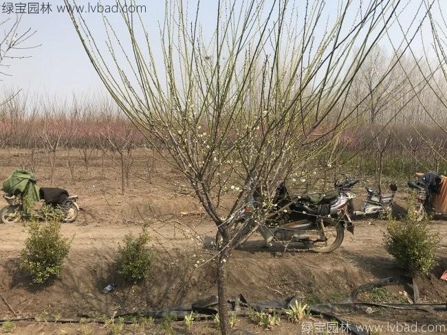 紅梅花紅梅樹苗木植物