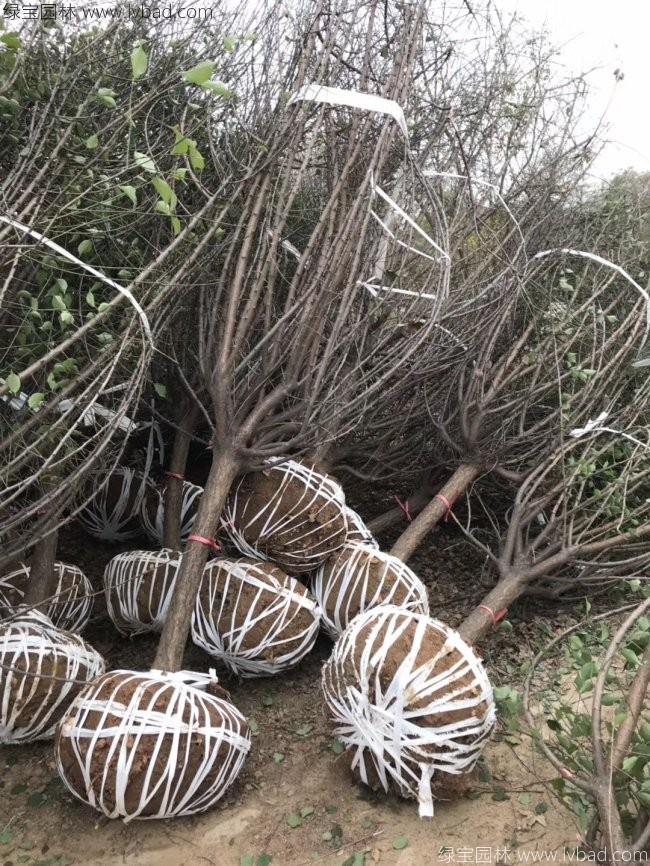紅梅花紅梅樹苗木植物