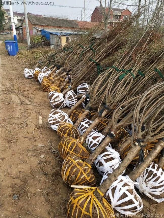 紅梅花紅梅樹苗木植物