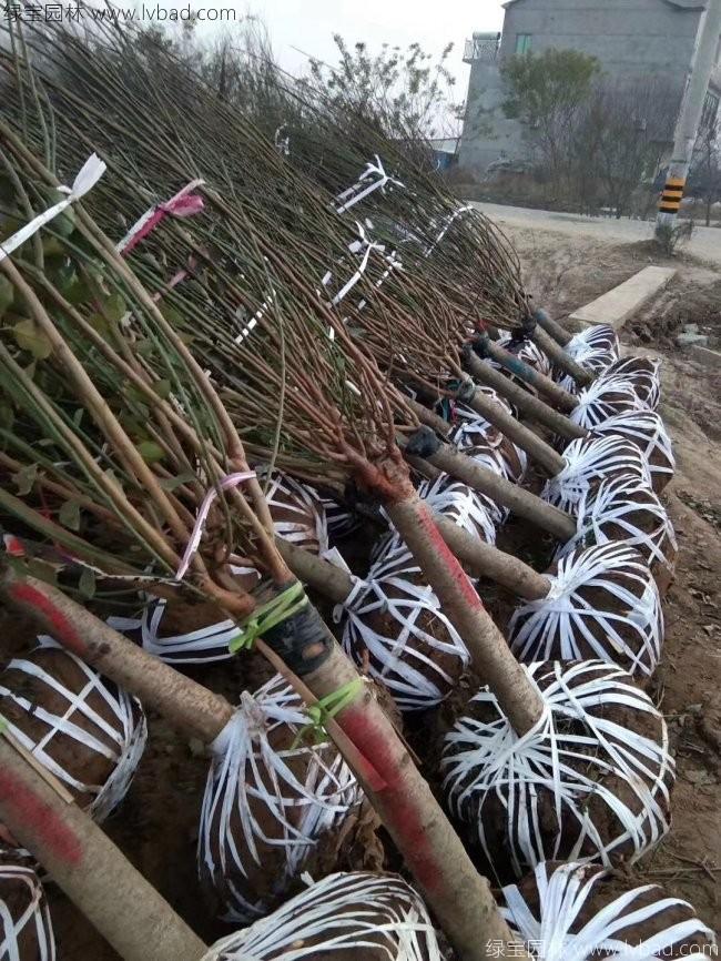 紅梅花紅梅樹苗木植物
