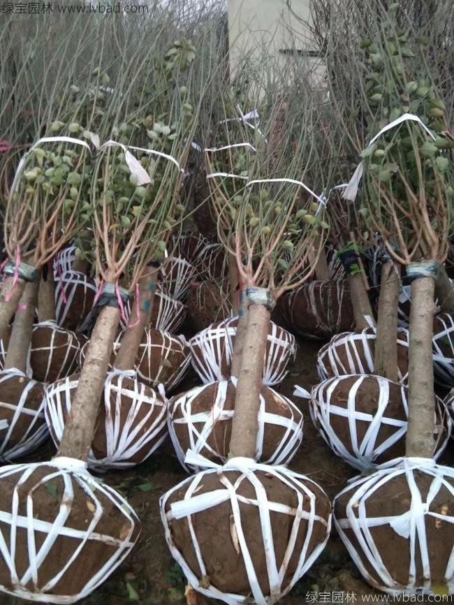 紅梅花紅梅樹苗木植物