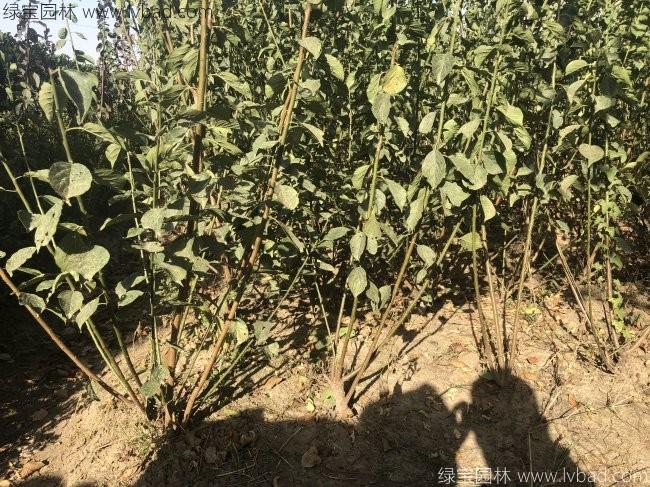 紅梅花紅梅樹苗木植物