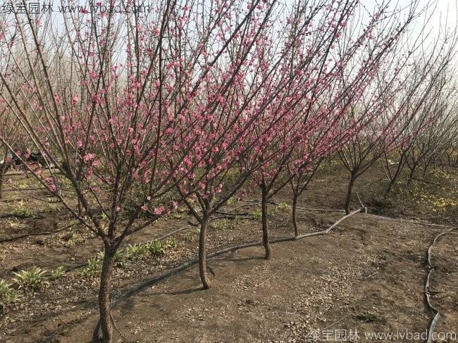 紅梅花紅梅樹苗木植物