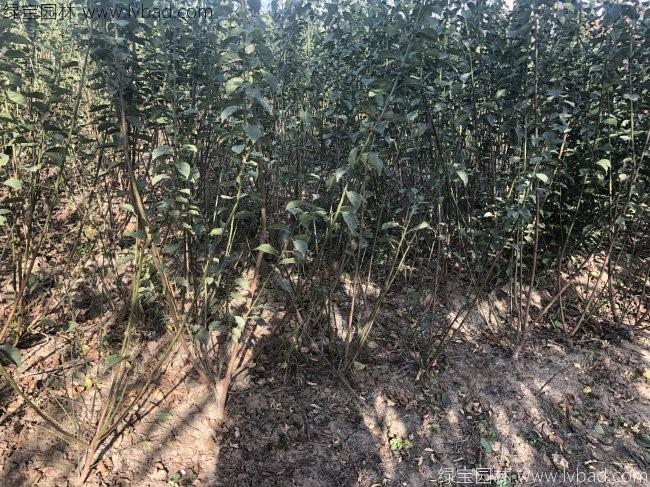 紅梅苗叢生紅梅樹