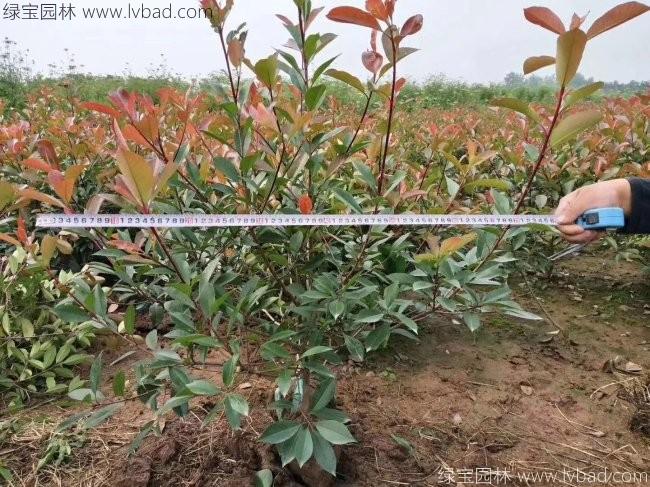 <a href='http://www.fscangbo.com/qiuleizhiwu/3488.html' target='_blank'>紅葉石楠球</a>