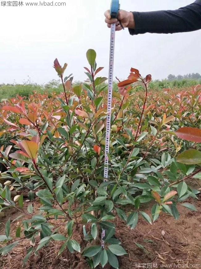 <a href='http://www.fscangbo.com/linmuzhongzi/1747.html' target='_blank'>紅葉石楠</a>球