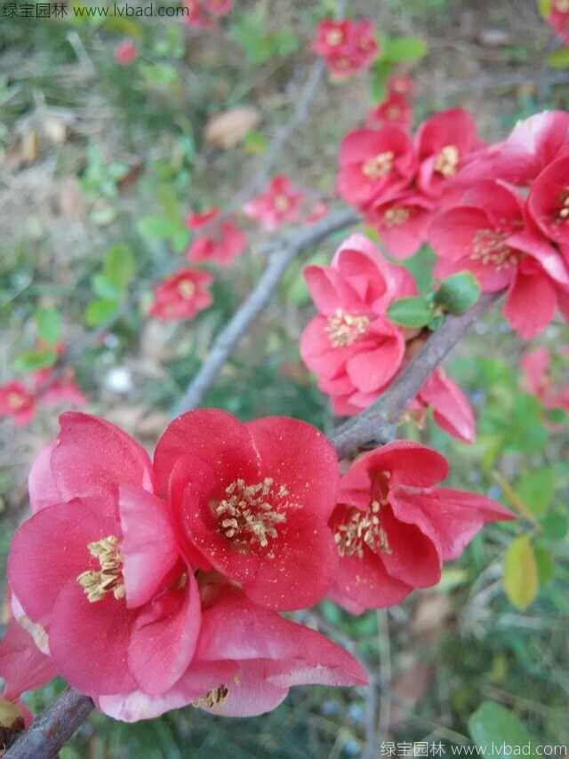 貼梗<a href='http://www.fscangbo.com/linmuzhongzi/1766.html' target='_blank'>海棠</a>