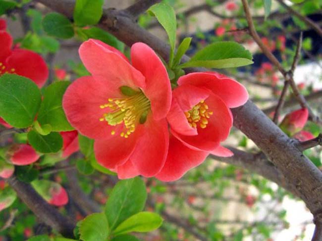 <a href='http://www.fscangbo.com/dibeiguanmu/3440.html' target='_blank'>貼梗海棠</a>