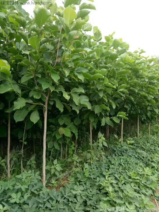 白<a href='http://www.fscangbo.com/linmuzhongzi/1813.html' target='_blank'>玉蘭</a>