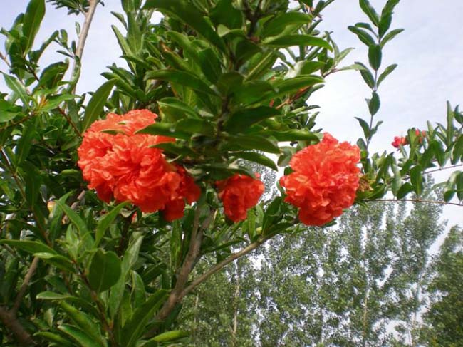 <a href='http://www.fscangbo.com/xingdaoshu/3364.html' target='_blank'>石榴樹(shù)</a>