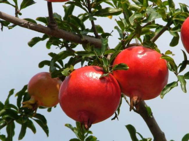 <a href='http://www.fscangbo.com/xingdaoshu/3364.html' target='_blank'>石榴樹(shù)</a>