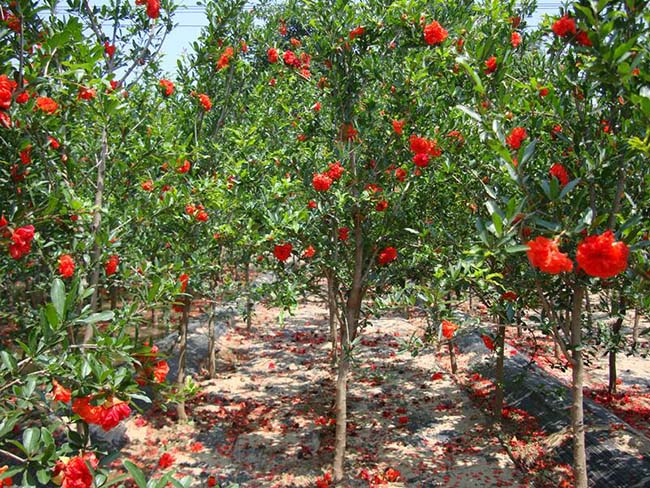 <a href='http://www.fscangbo.com/xingdaoshu/3364.html' target='_blank'>石榴樹(shù)</a>