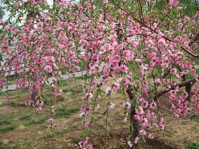 <a href='http://www.fscangbo.com/xiaoqiaomu/3558.html' target='_blank'>垂梅</a>