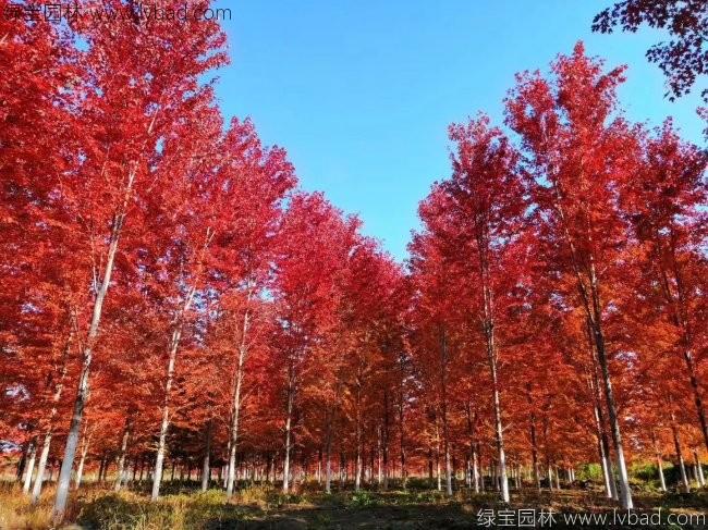 美國(guó)<a href='http://www.fscangbo.com/linmuzhongzi/1706.html' target='_blank'>紅楓</a>