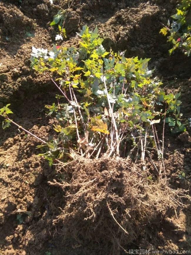 <a href='http://www.fscangbo.com/linmuzhongzi/1798.html' target='_blank'>美國(guó)紅楓</a>