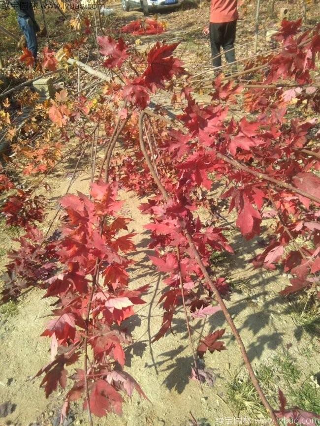 美國(guó)<a href='http://www.fscangbo.com/linmuzhongzi/1706.html' target='_blank'>紅楓</a>