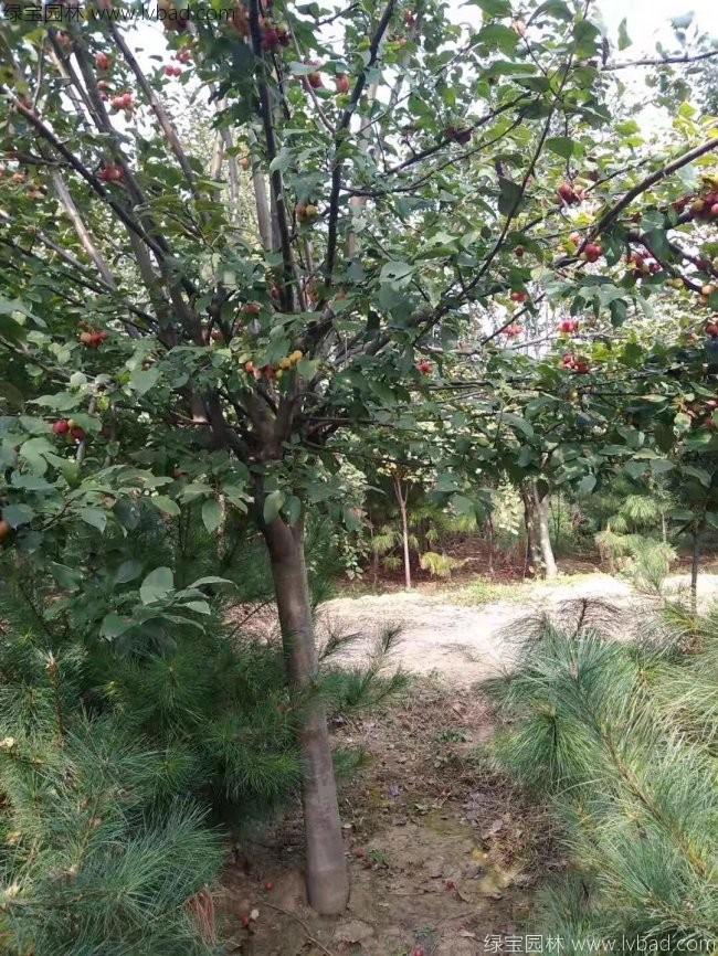 西府<a href='http://www.fscangbo.com/linmuzhongzi/1766.html' target='_blank'>海棠</a>樹葉