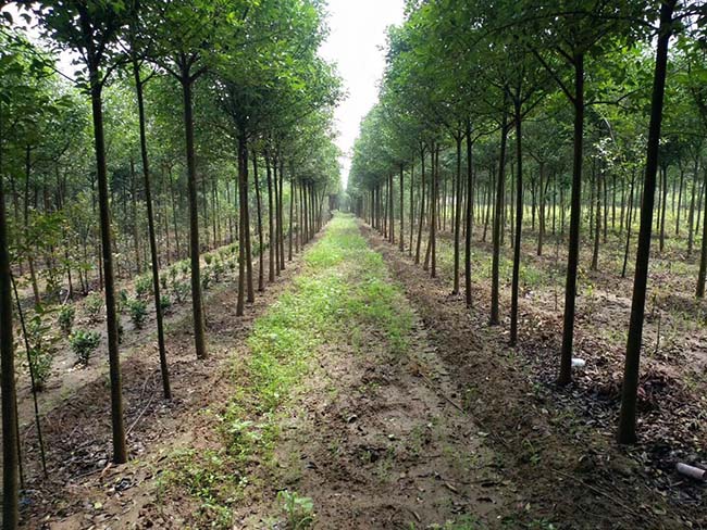 高桿女貞 高桿女貞