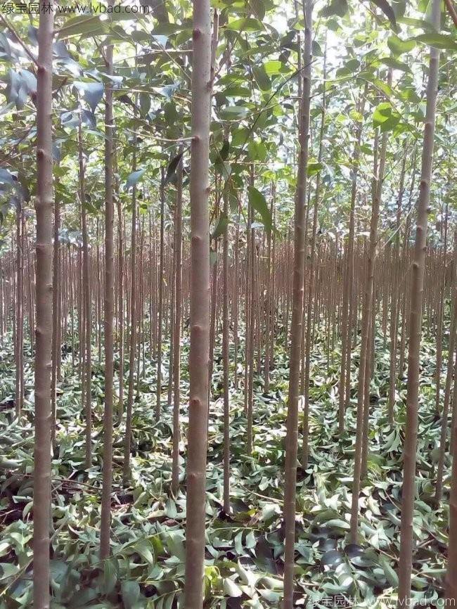 高桿女貞 高桿女貞