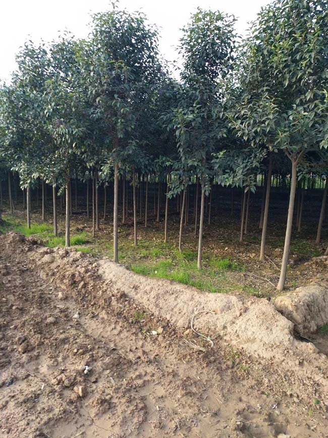 高桿女貞 高桿女貞