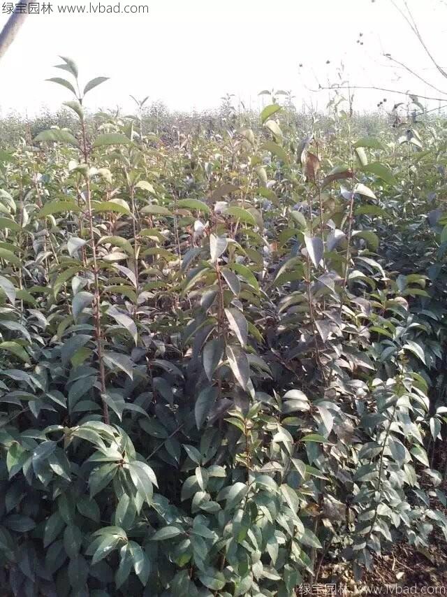 高桿女貞 高桿女貞