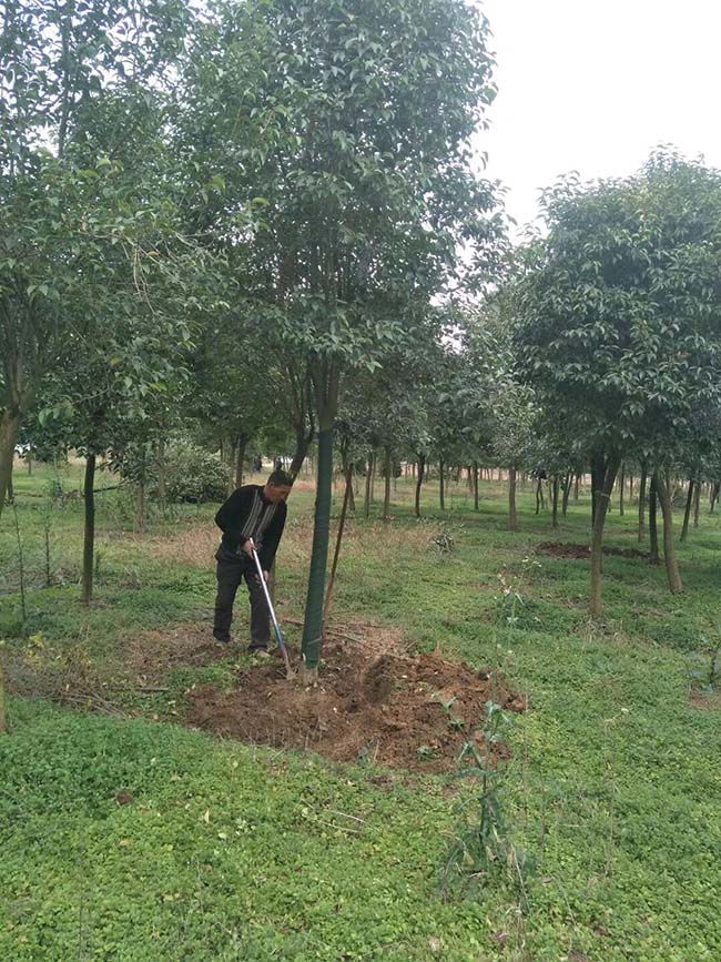 高桿女貞 高桿女貞