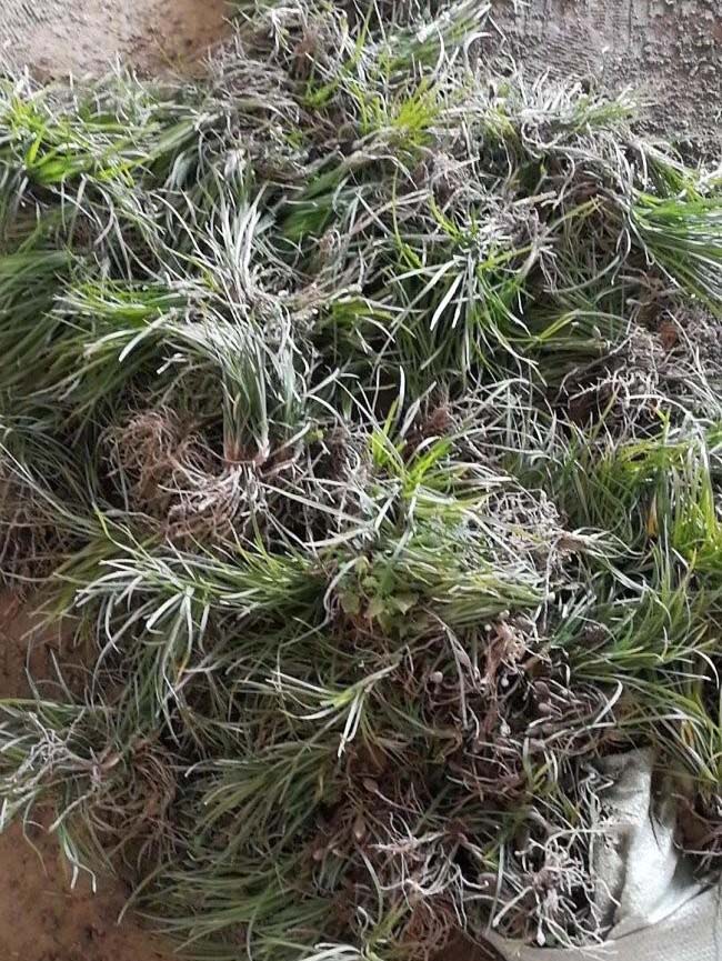 細(xì)葉<a href='http://www.fscangbo.com/linmuzhongzi/1695.html' target='_blank'>麥冬草</a>