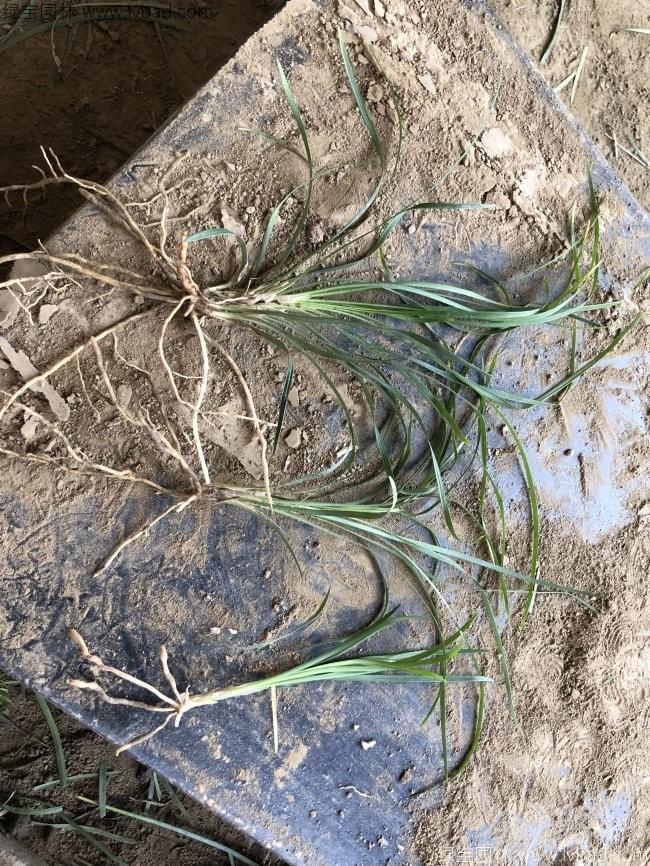 細(xì)葉麥冬草