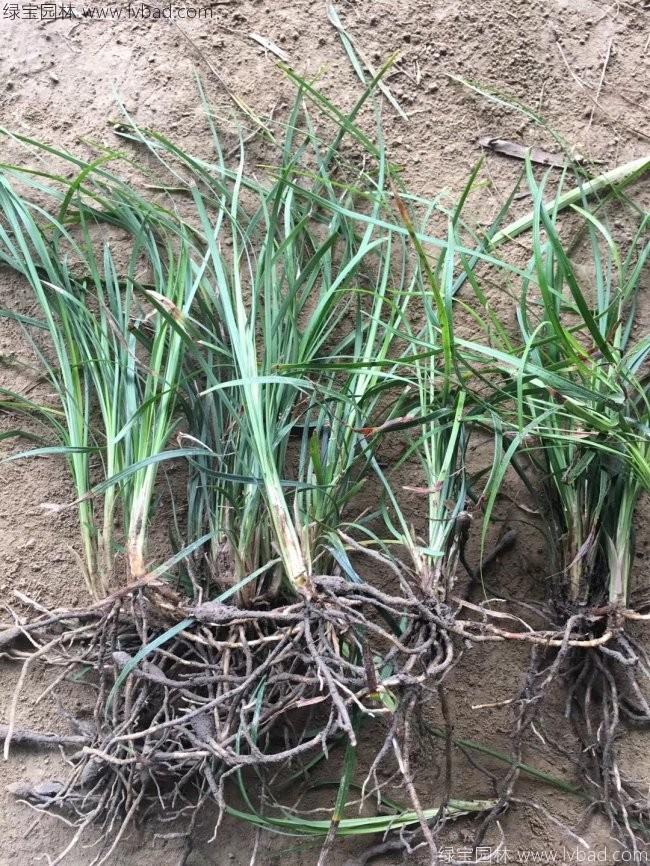 細(xì)葉麥冬草