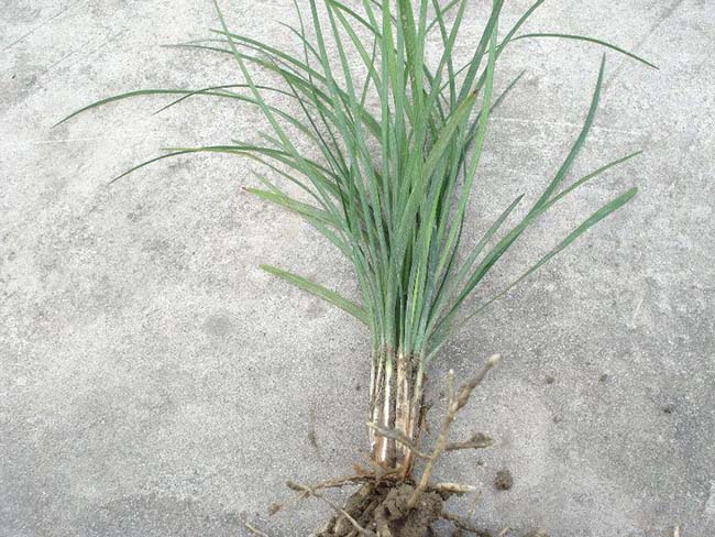 中葉<a href='http://www.fscangbo.com/linmuzhongzi/1695.html' target='_blank'>麥冬草</a>