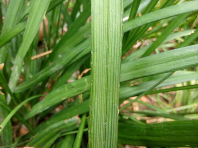 寬葉<a href='http://www.fscangbo.com/linmuzhongzi/1695.html' target='_blank'>麥冬草</a>