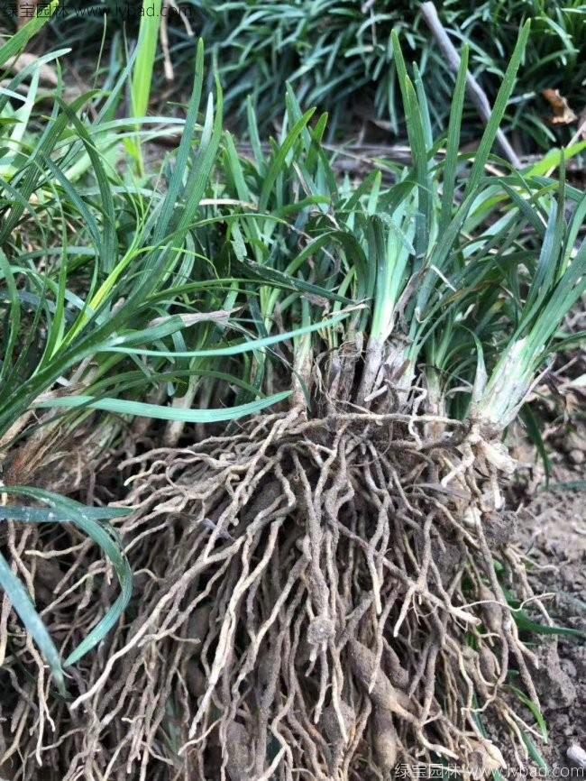 日本矮麥冬玉龍草 日本矮麥冬玉龍草