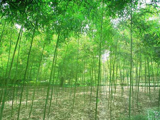 <a href='http://www.fscangbo.com/zhumiaozhuzi/3442.html' target='_blank'>青竹</a>