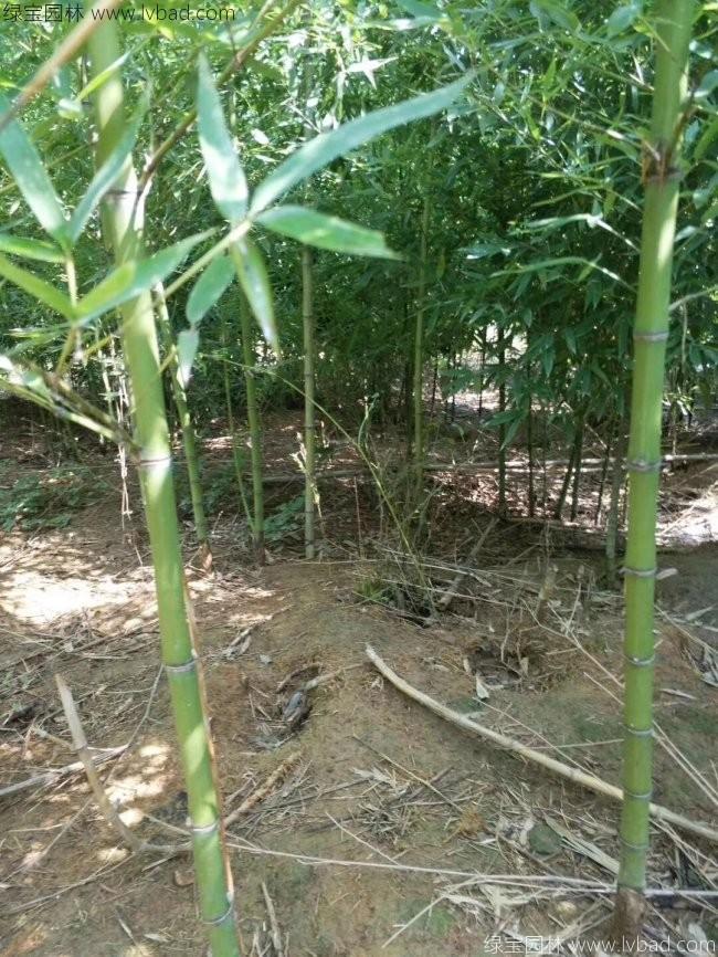 綠化竹 綠化竹