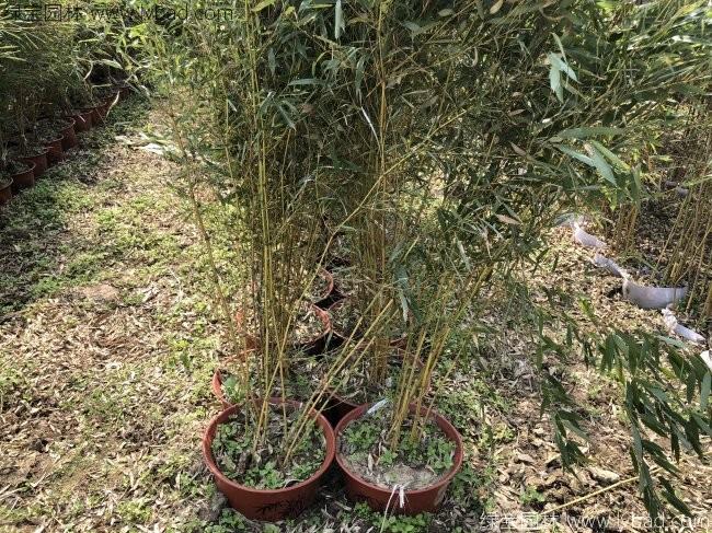 耐寒竹 耐寒竹