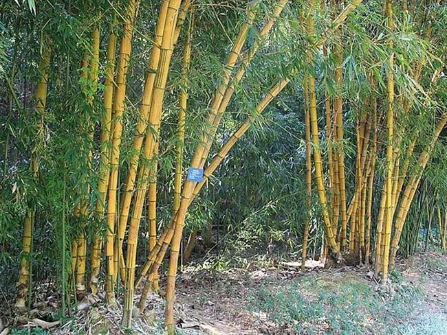 黃槽竹 黃槽竹