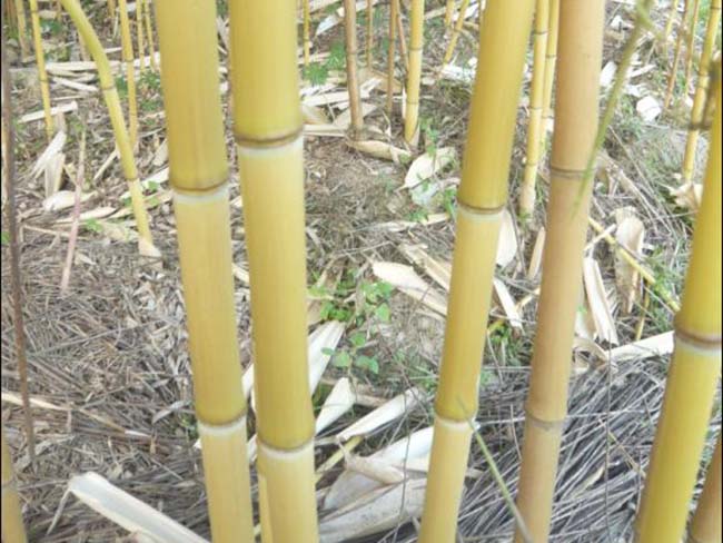 黃槽竹 黃槽竹