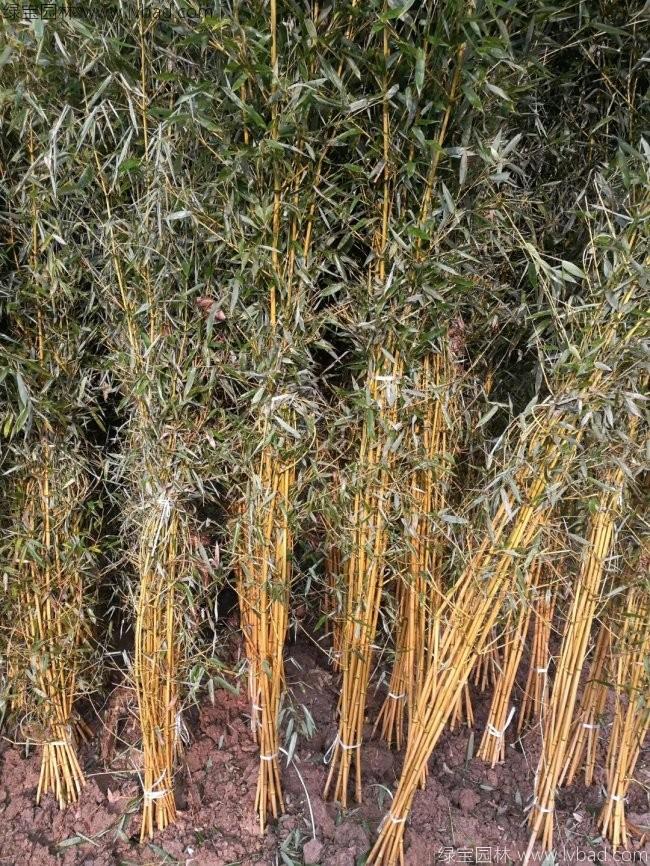 黃槽竹 黃槽竹