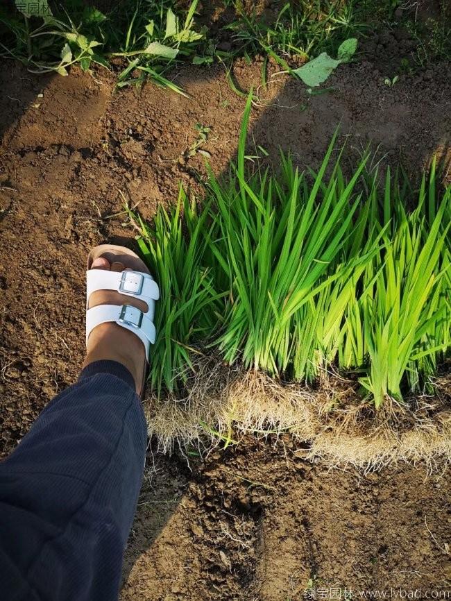 <a href='http://www.fscangbo.com/shuishengshuicao/3427.html' target='_blank'>水菖蒲</a>