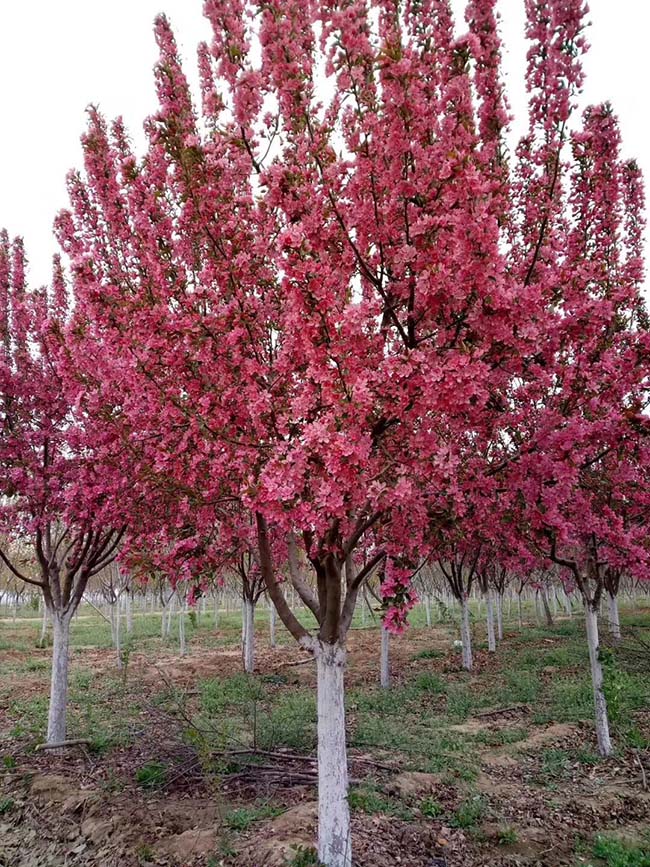 北美<a href='http://www.fscangbo.com/linmuzhongzi/1766.html' target='_blank'>海棠</a>