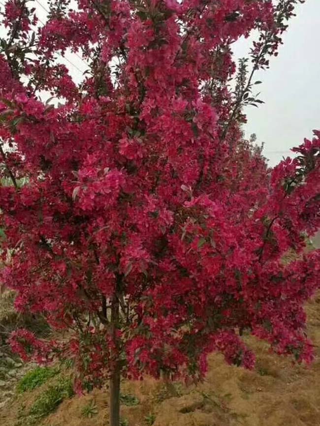 <a href='http://www.fscangbo.com/xiaoqiaomu/3535.html' target='_blank'>北美海棠</a>