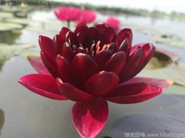 <a href='http://www.fscangbo.com/shuishengshuicao/3439.html' target='_blank'>荷花種苗</a> <a href='http://www.fscangbo.com/shuishengshuicao/3439.html' target='_blank'>荷花種苗</a>