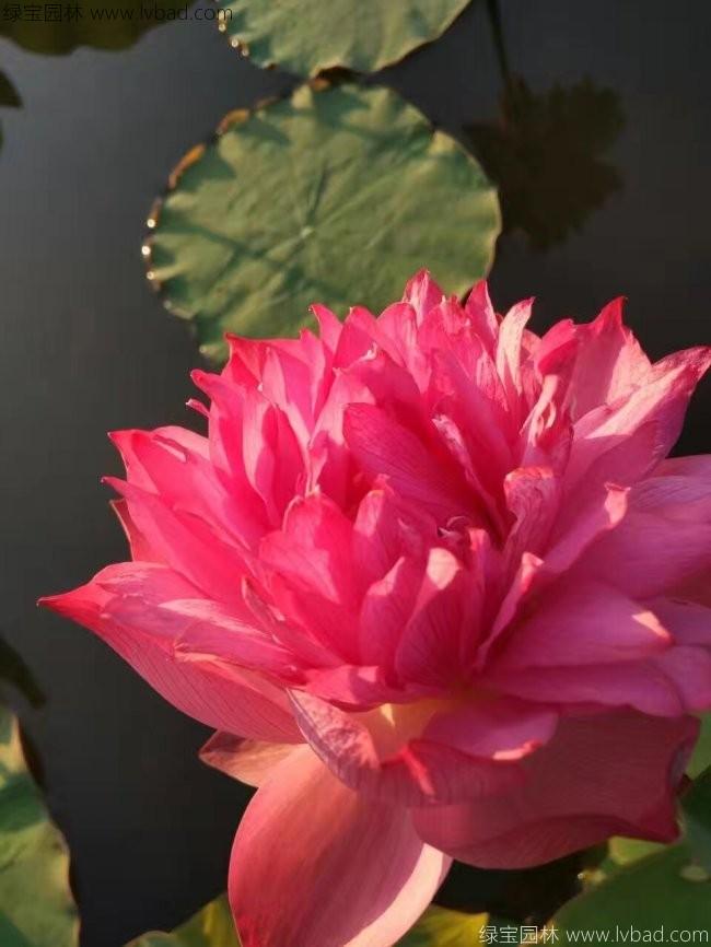 紅色荷花種苗 紅色荷花種苗