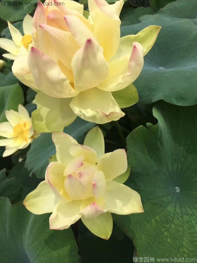 綠色荷花種苗 綠色荷花種苗