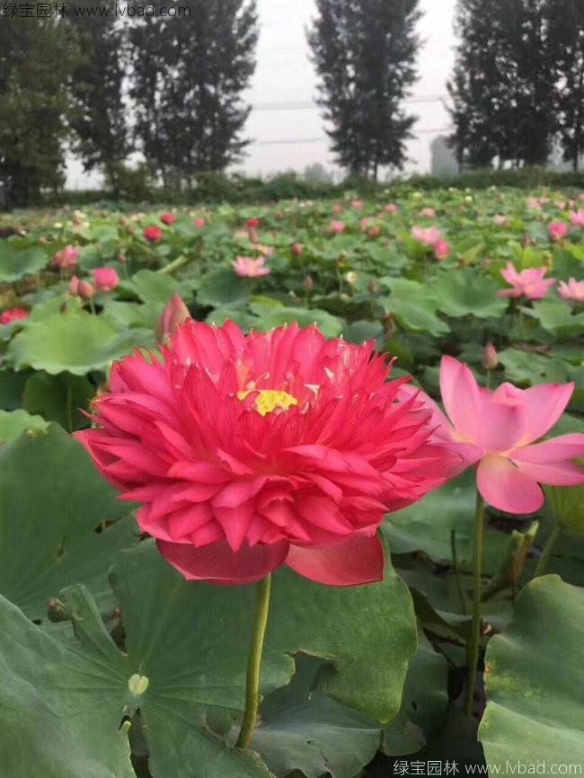 紅色荷花種苗 紅色荷花種苗