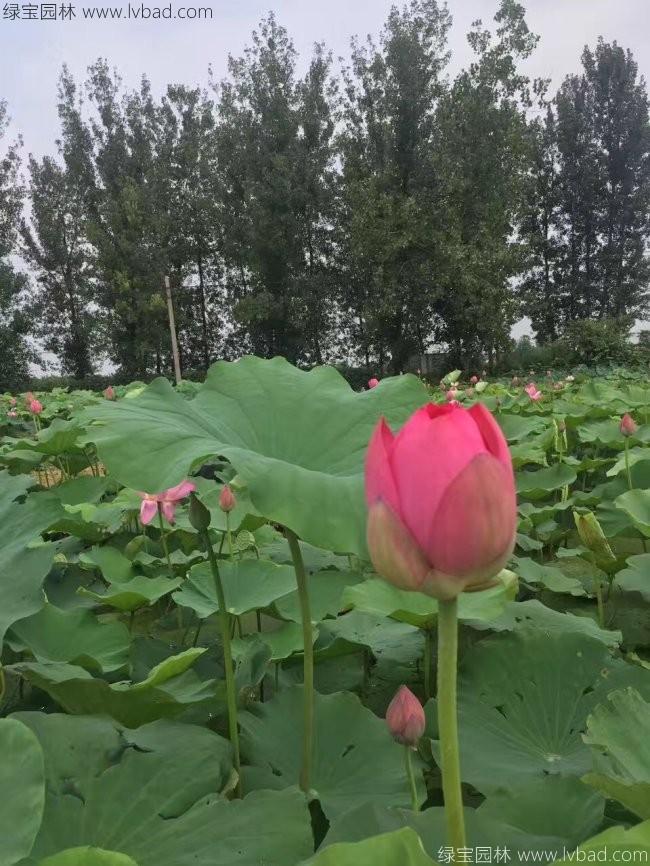 粉色荷花種苗 粉色荷花種苗